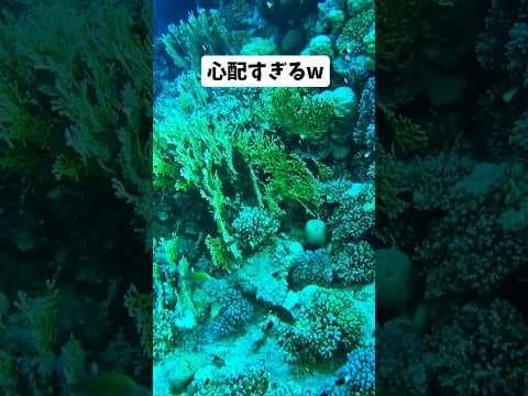 #政治 #チームみらい