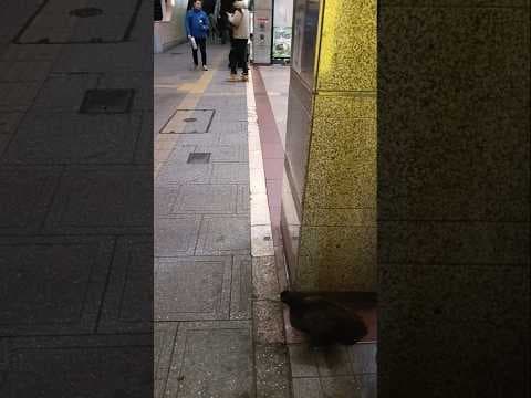 チームみらいを応援している伊藤優太さんとカユーガダック。2026.1.29