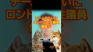 チームみらいにロンドン在住議員爆誕!? #峰島侑也 #チームみらい
