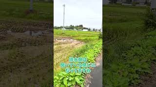 【岩手Vlog2】田んぼの水管理システム💧